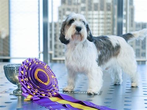 Westminster dog show dogs - A rare breed that's quite the mouthful has won Best in Show at the 2023 Westminster Kennel Club Dog Show. Buddy Holly the Petit Basset Griffon Vendéen ascended from a field of more than 2,500 dogs to earn the trophy Tuesday night in New York. It's the first-ever Best in Show victory for the PBGV. " [I'm] overwhelmed.